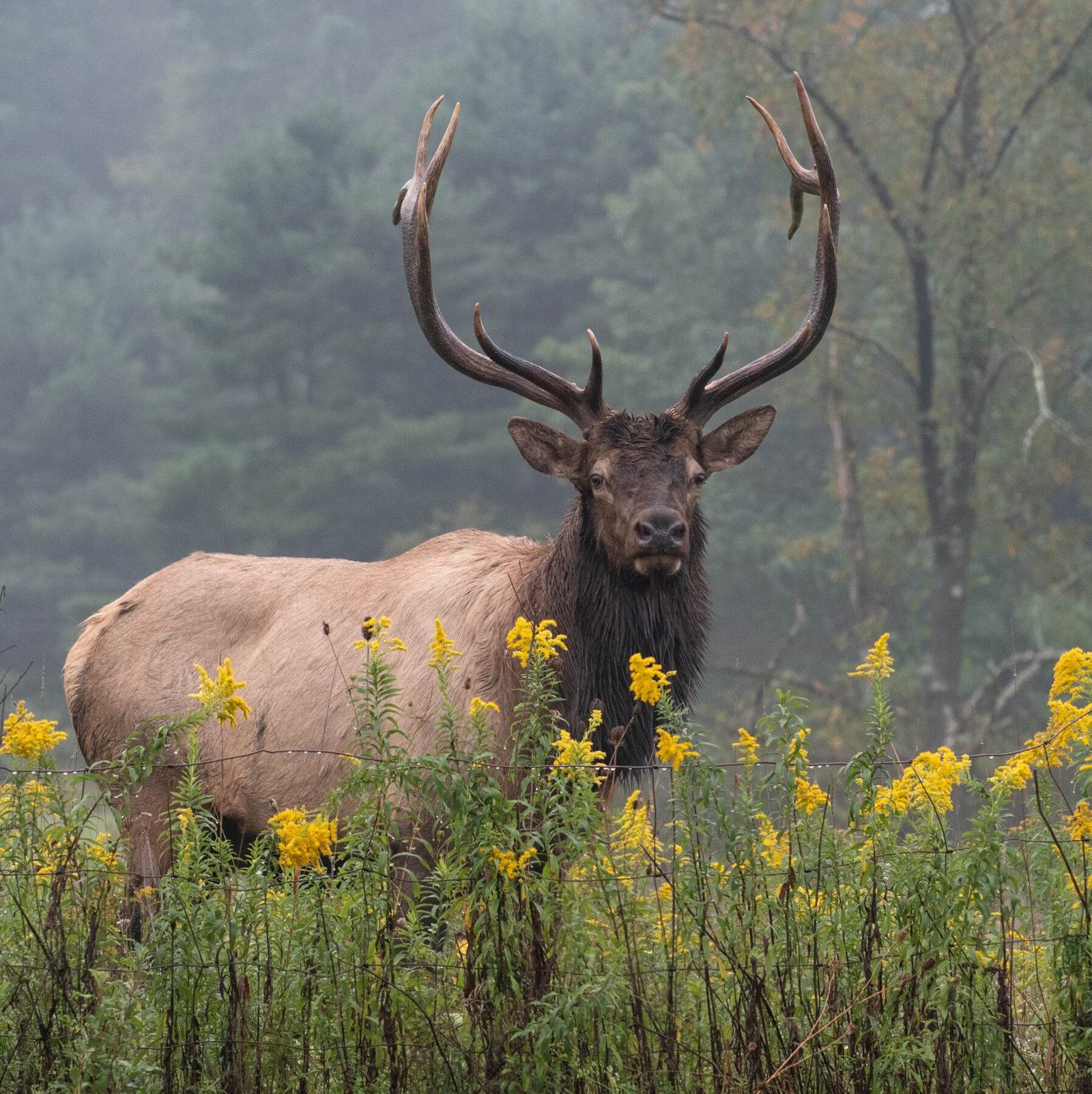 Homes for Sale in Haywood County Luke Perisich Realtor